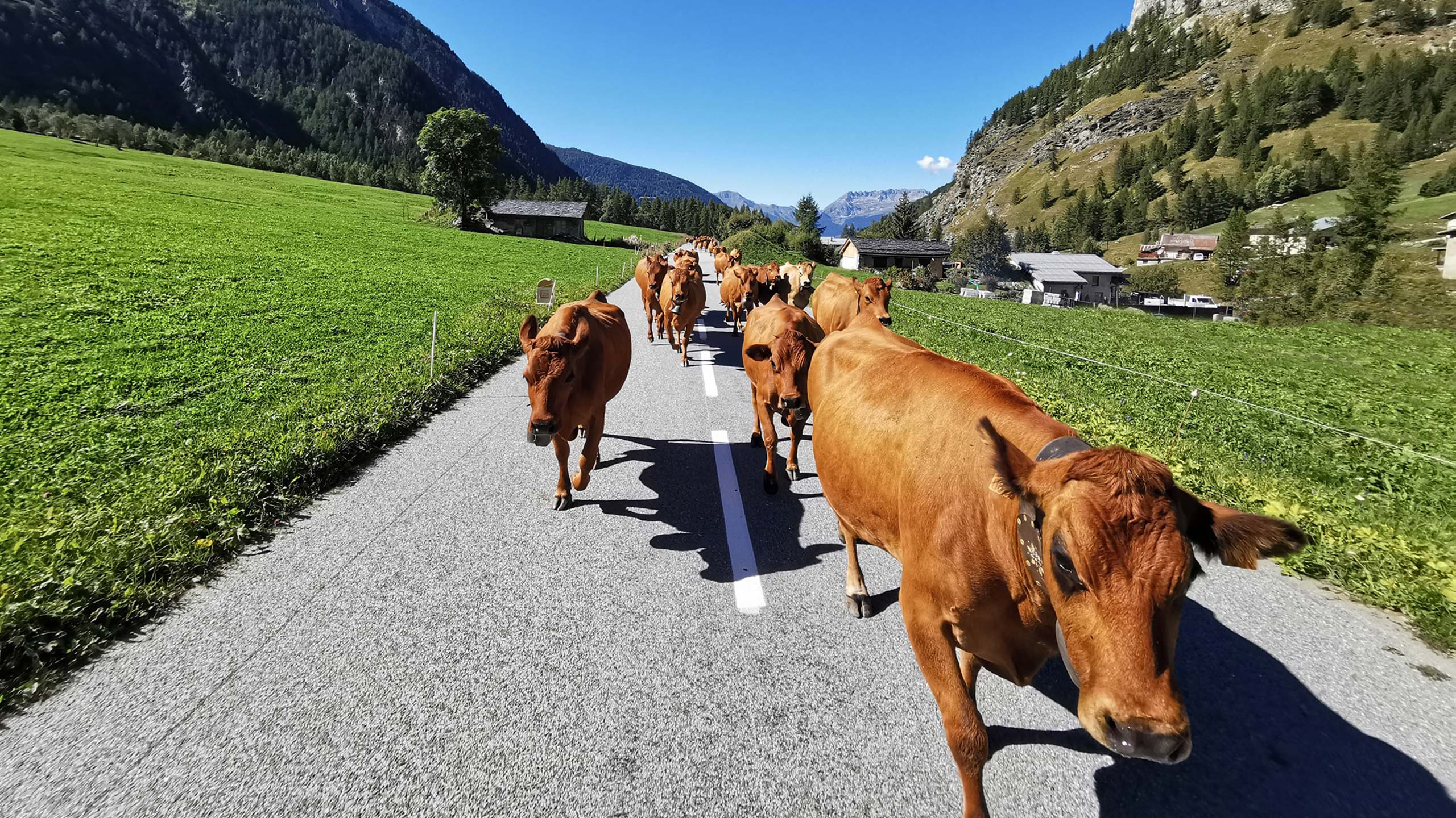Image de couverture : Des vaches remontant la vallée de Peisey pour brouter dans les alpages