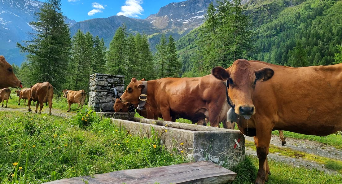 Image de fond : Des vaches s'abreuvant à une fontaine en montant dans les alpages